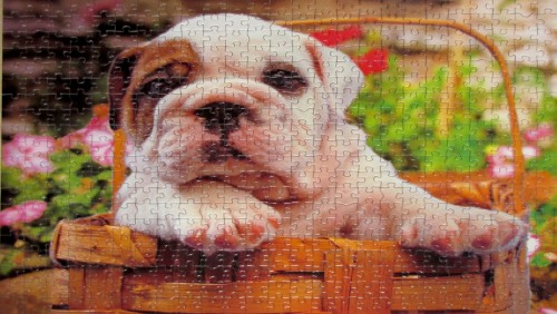 бульдог 500k.jpg (460.02 КБ) 3459 просмотров бульдог 500k.jpg