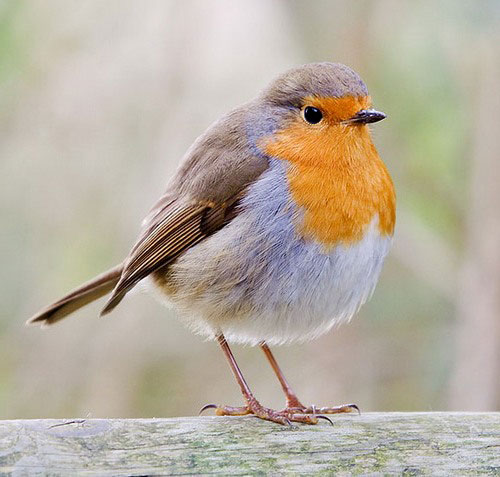 european-robin-2.jpg