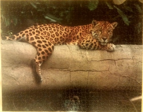 Random House. Jaguar Resting on log.jpg