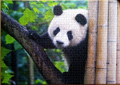 Sichuan Panda .jpg