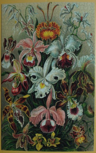 Орхидеи 1000.jpg.JPG
