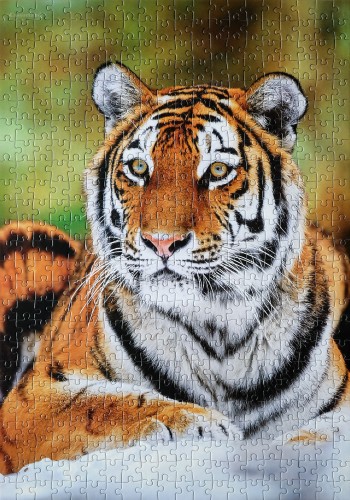 Siberian Tiger # Cибирский тигр, 500 (Castorland В-51267).jpg