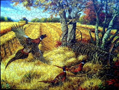 Ring-necked Pheasants.jpg