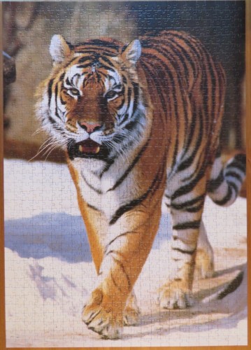 The Siberian Tiger, 1000 (10135).JPG