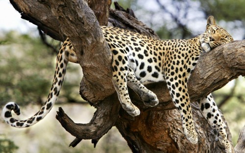 leopard_spit_na_dereve_6432.jpg