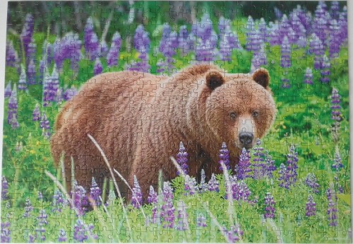 Bear on the Meadow.jpg