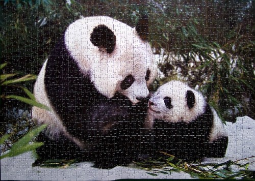 panda-bears-1000.jpg