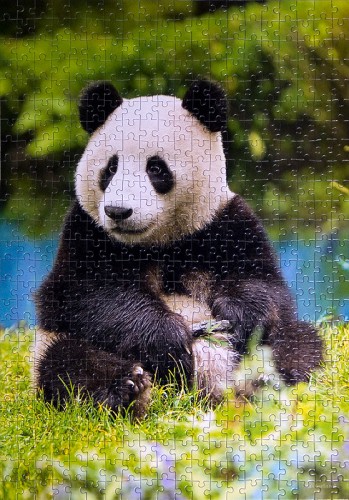 panda-b51519.jpg (250.92 КБ) 1251 просмотр panda-b51519.jpg