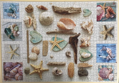 Educa. Seashells Collage. Коллаж из ракушек.1000. Арт. 17658.jpg