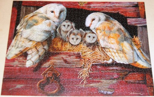 Barn Owls,  Сипухи, 1000.JPG