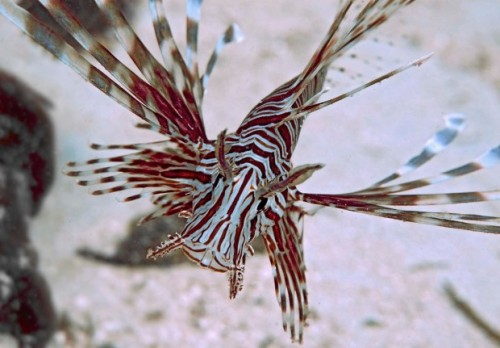 Lion Fish взгляд.jpg