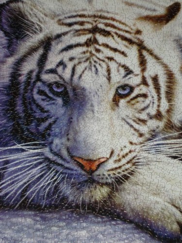 White Tiger Face.jpg