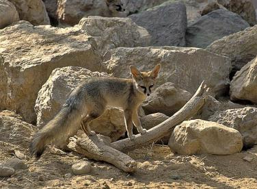 лиса афганская.jpg