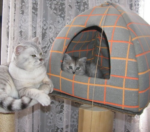 IMG_2932..jpg (96.44 КБ) 6355 просмотров фото из темы "Пазлы и звери"