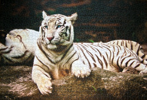 Bengal Tiger # Бенгальский Тигр, 1500 (26075).jpg