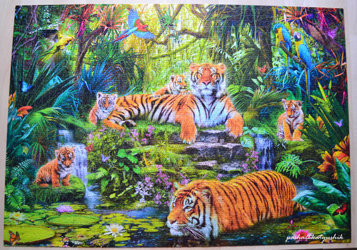 тигры в джунглях.jpg