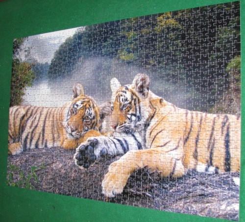 Tigers, 1000 (715-10683-8838).JPG