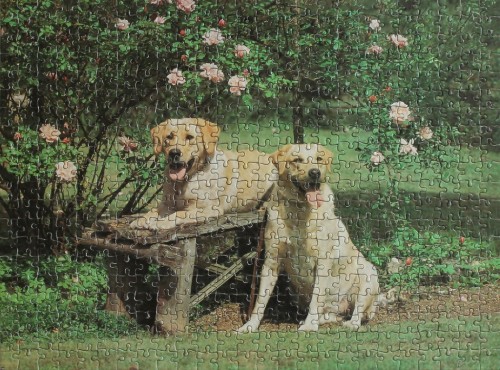 Good Companion - 500 - Golden Labradors.jpg