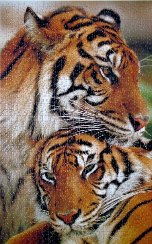 тигры 1000k.jpg