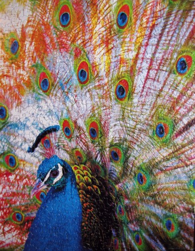 Proud Peacock 500k.jpg