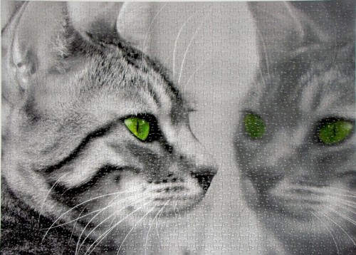 мик кошачья мечта 1000k.jpg