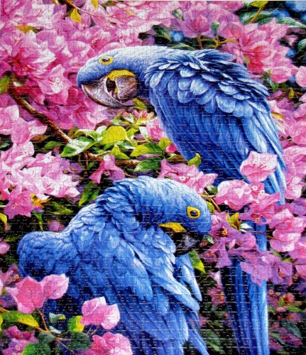 синие попугаи 1000k.jpg