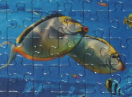 Рыбки-неразлучницы.jpg