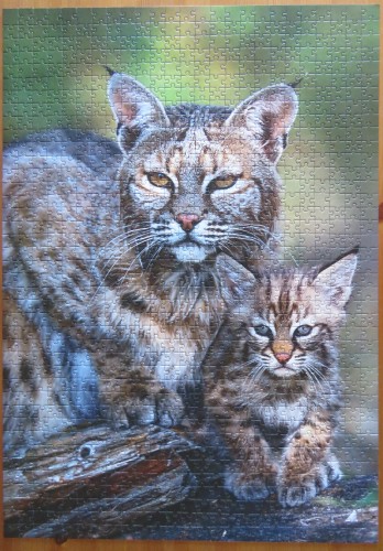 Bobcat, USA, 1000 (10513).JPG