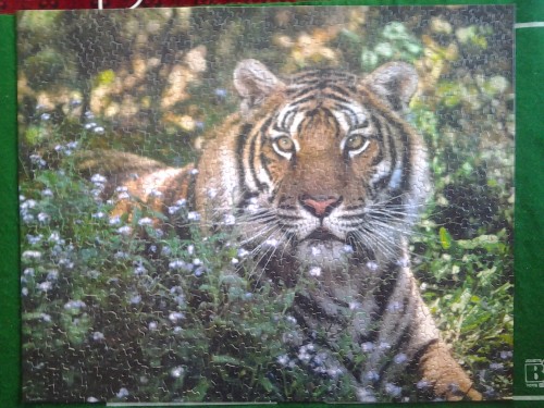 Tiger_beauty[1].jpg
