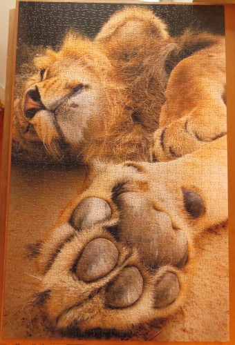 Male African Lion, 1000 (АО3522).JPG (2.65 МБ) 2741 просмотр Male African Lion, 1000 (АО3522).JPG