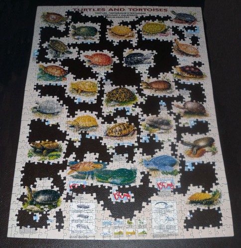 Eurographics-Turtles-6000-3007-3.JPG