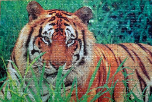 600.Trefl-Тигр (галерея).jpg (1.2 МБ) 1115 просмотров 600.Trefl-Тигр (галерея).jpg