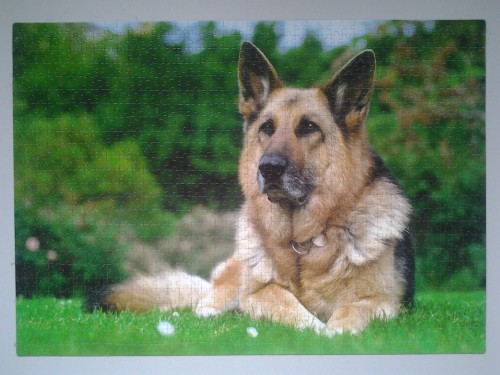 Немецкая_овчарка[1].jpg