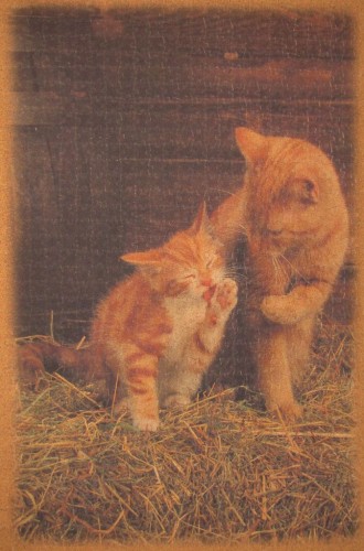 котята 1000 клементониk.jpg (125.78 КБ) 2046 просмотров котята 1000 клементониk.jpg