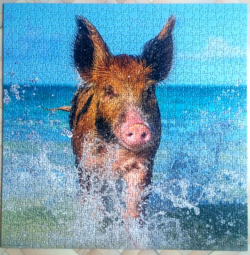 Heye. Paradise Pig.jpg