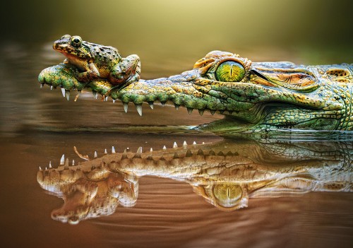 B-52318_The-Daredevil-Frog.jpg