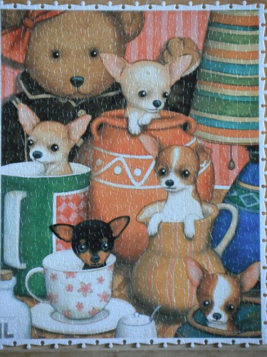 500_Pintoo_Chihuahua.JPG