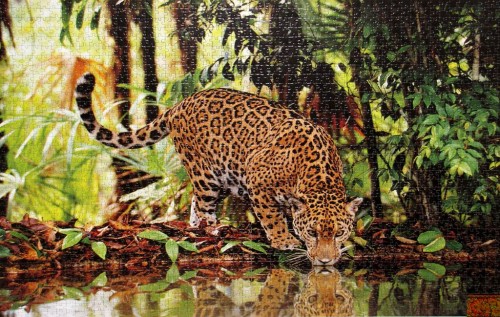 леопард клементони 2000k.jpg