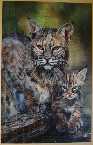 Рыжая рысь 1000.jpg.JPG