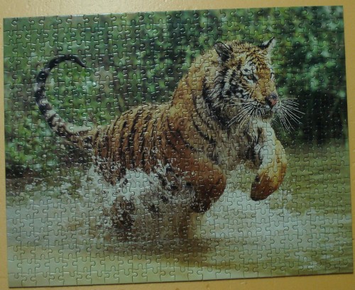 Бенгальский тигр 500.jpg.JPG
