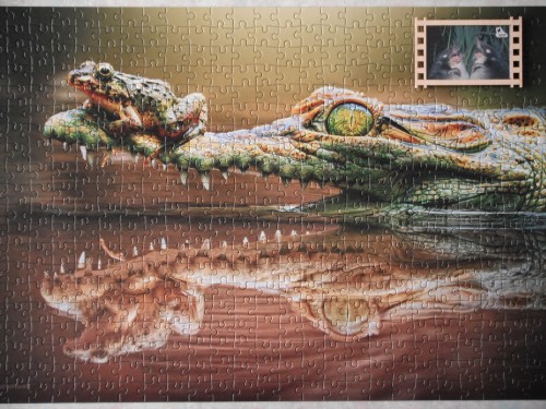 Castor, THE DAREDEVIL FROG, 500z.JPG