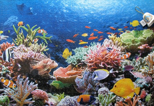 CORAL REEF.jpg