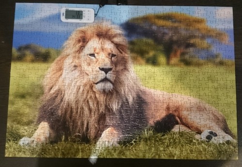 рыжий кот.jpg