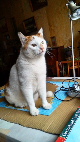 Кот-охранник.jpg