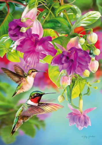 Hummingbirds (5467).jpg