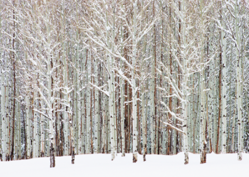 birch 2.png (534.87 КБ) 4719 просмотров MasterPieces, Winter aspen, 1000