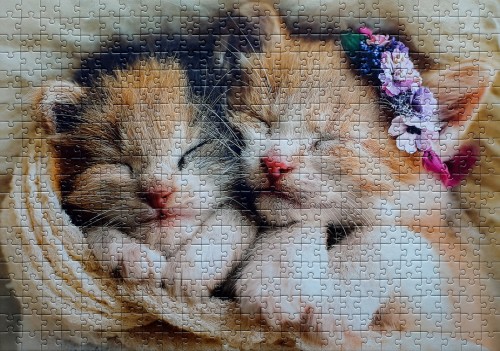 Sleeping kittens # Спящие котики, 500 деталей (Trefl 32271) .jpg