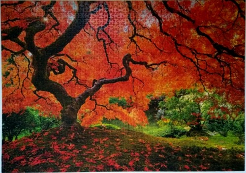 2017-11-25 09-18-45.JPG