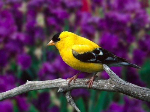 49347_1188050888_male_american_goldfinch.jpg