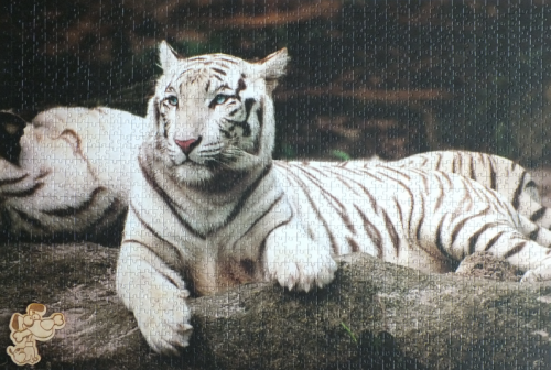 1500_TREFL_Bengalski_Tygrys_pz.png